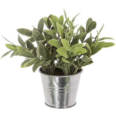Pianta In Vaso Stagno Cm.16x15