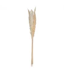 Set Di 6 Rami Di Pampa Naturale H.65cm.