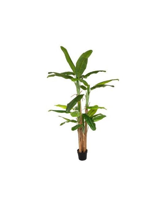 Pianta Decoro Di Banano Cm.285