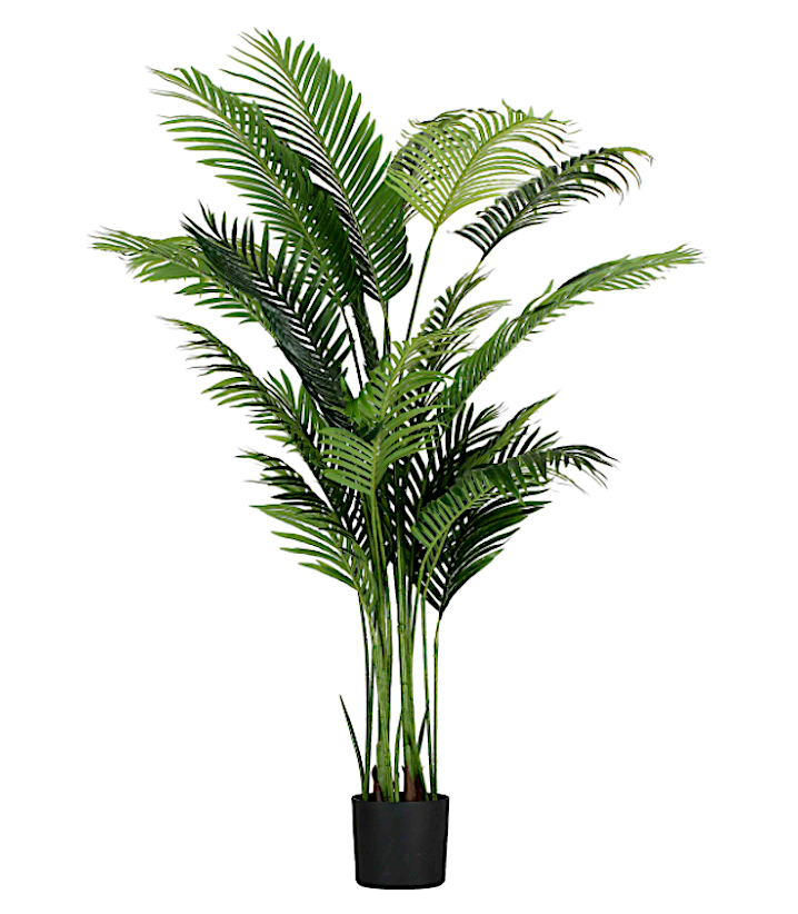 Areca Pianta H.190cm