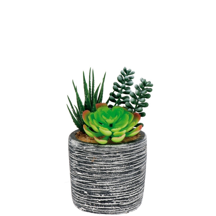 Pianta Decorativa C/vaso  Cm.15x8