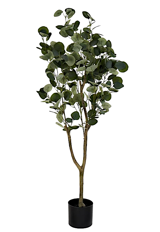 Eucalipto Pianta Verde H.120 Con Vaso Ja212498