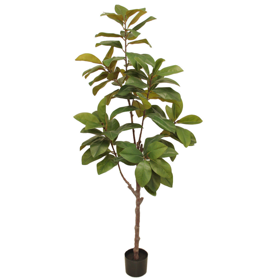 Magnolia Pianta Cm.180 7529-09
