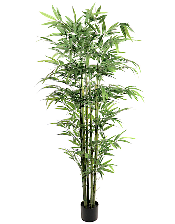 Bamboo Foglie Grandi Pianta Cm.180 7591-09