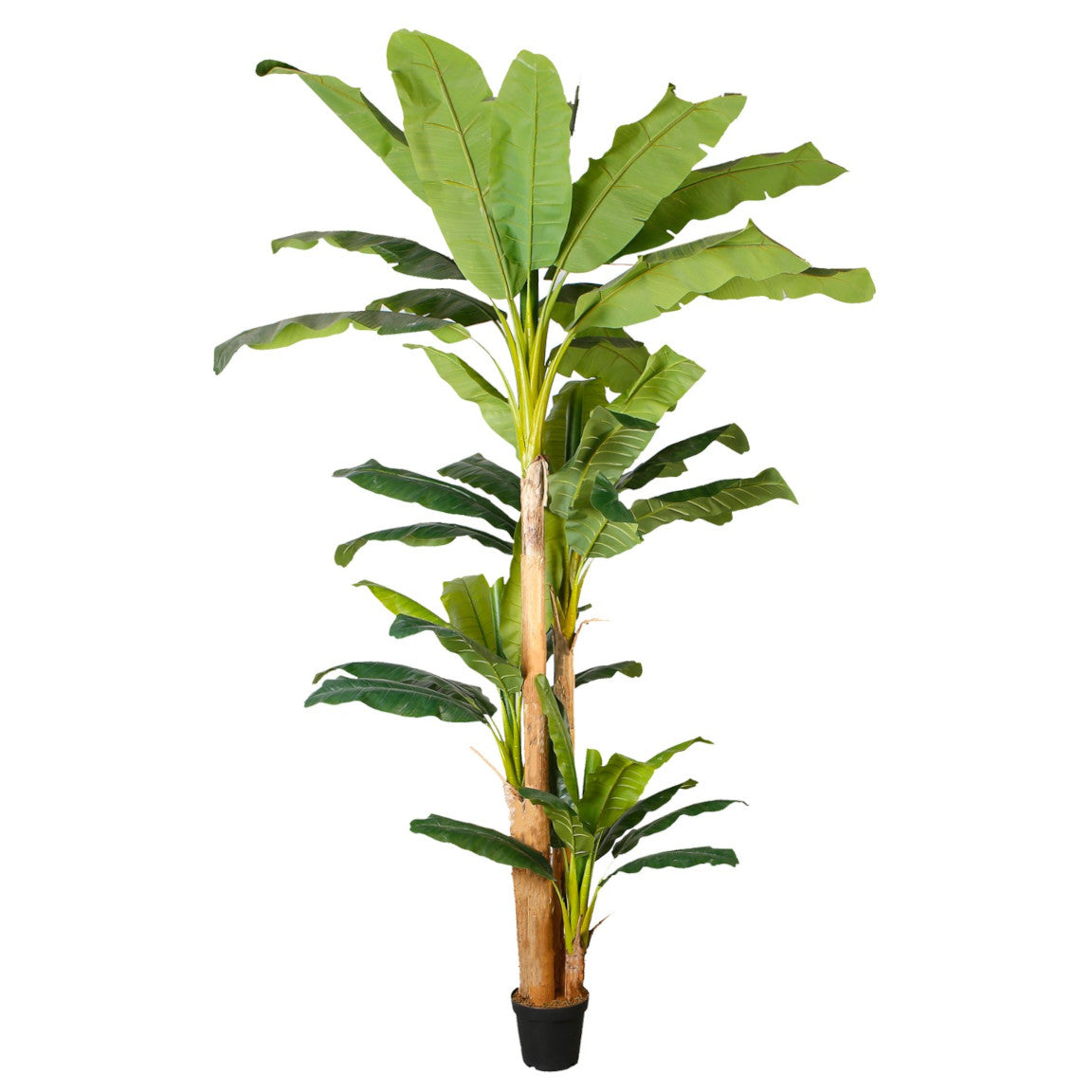 Pianta Banano Verde Mt.3 7198-09