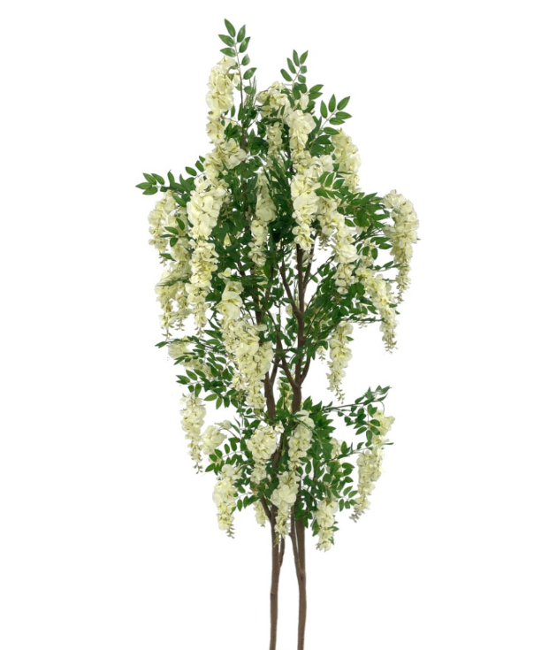 Pianta Glicinia Crema Mt.2,10 7586-01