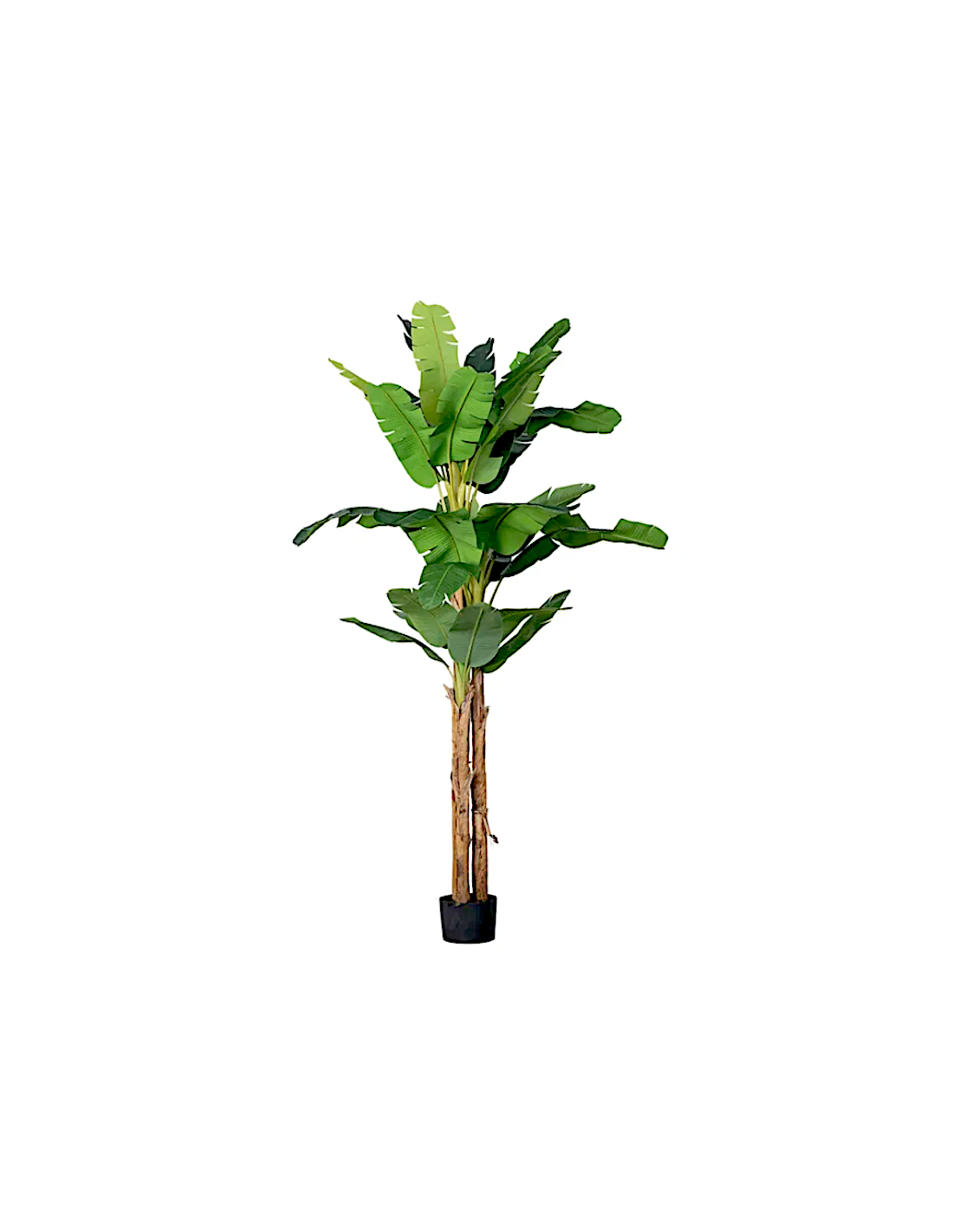 Banano Pianta H.320cm Con Vaso